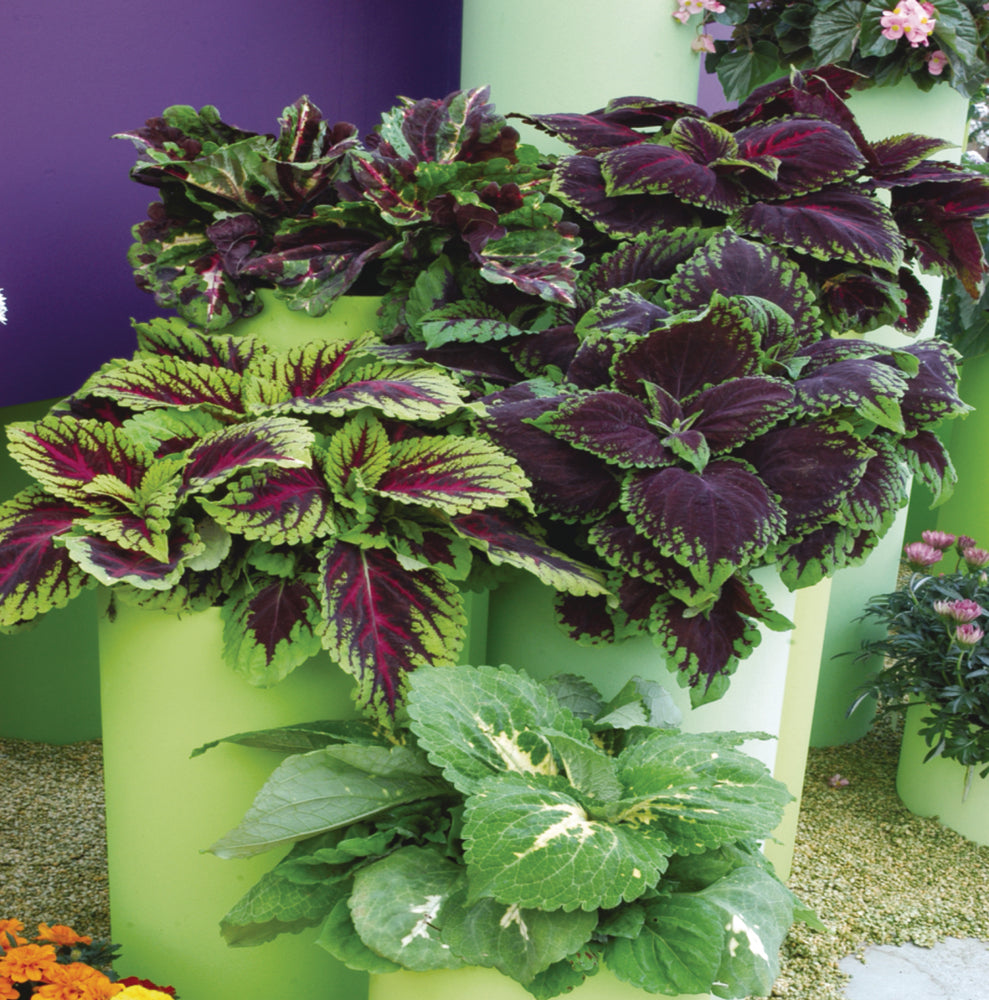 Coleus (siernetel)