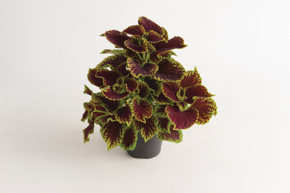 Coleus (siernetel)