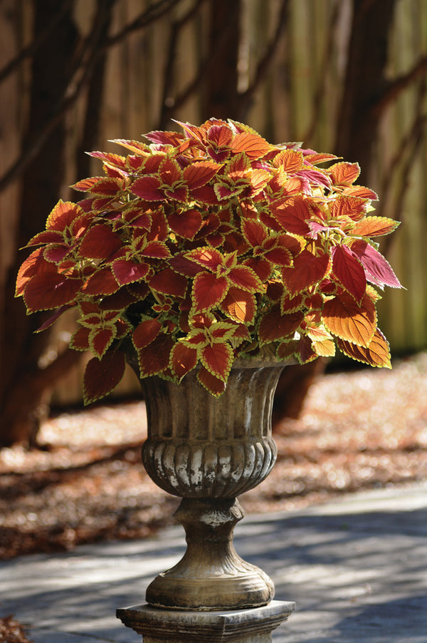 Coleus (siernetel)