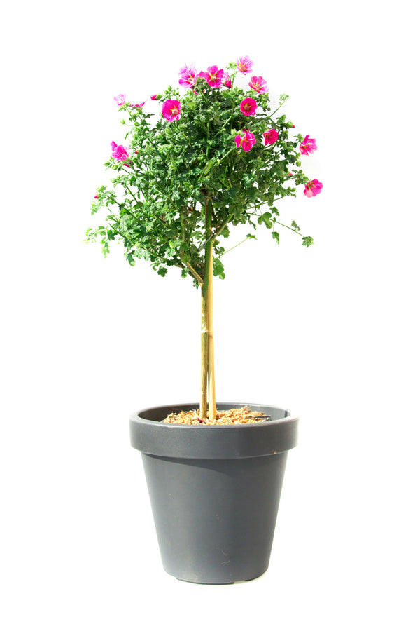 Anisodontea op stam