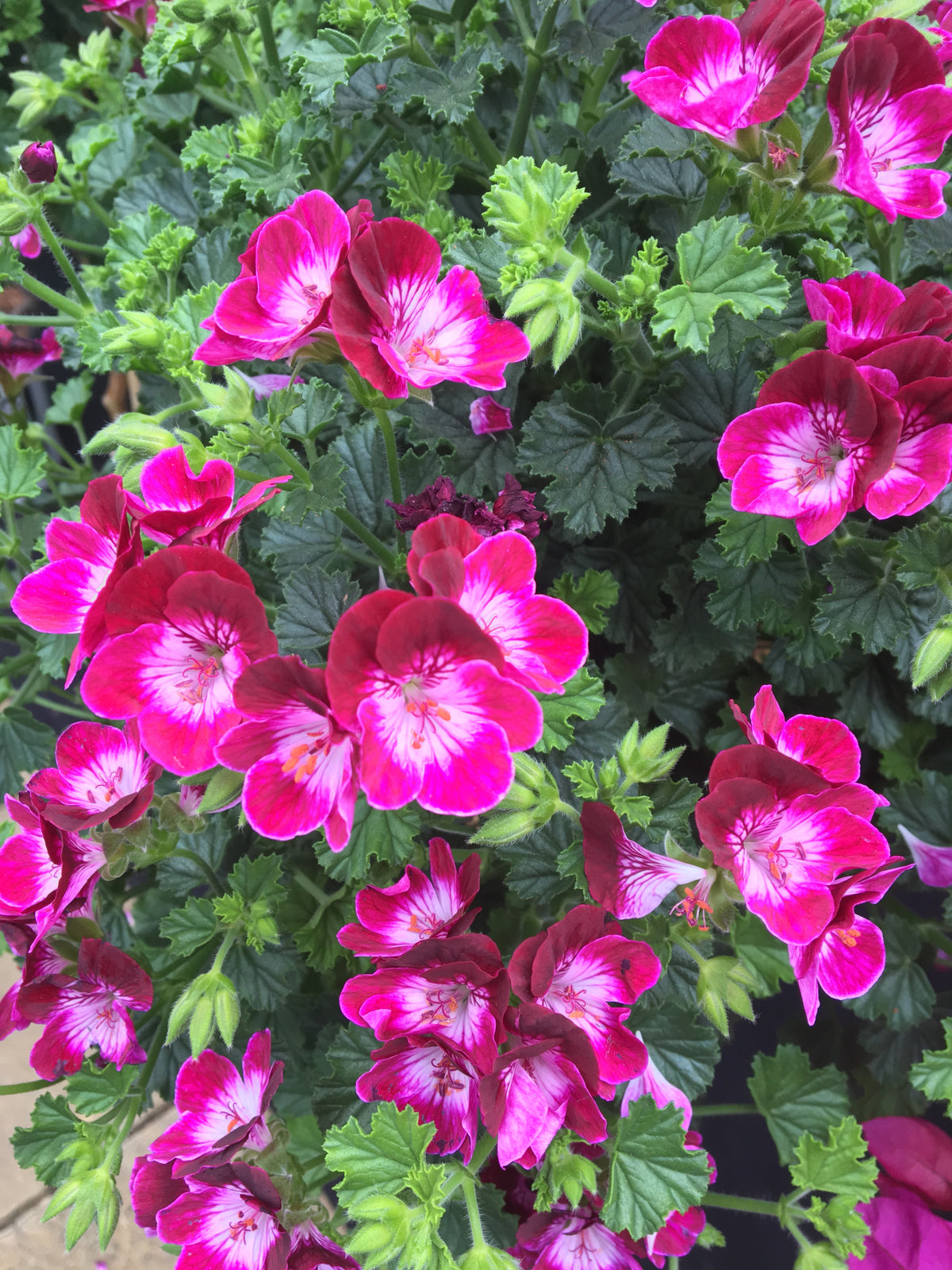 Pelargonium op stam (geranium)