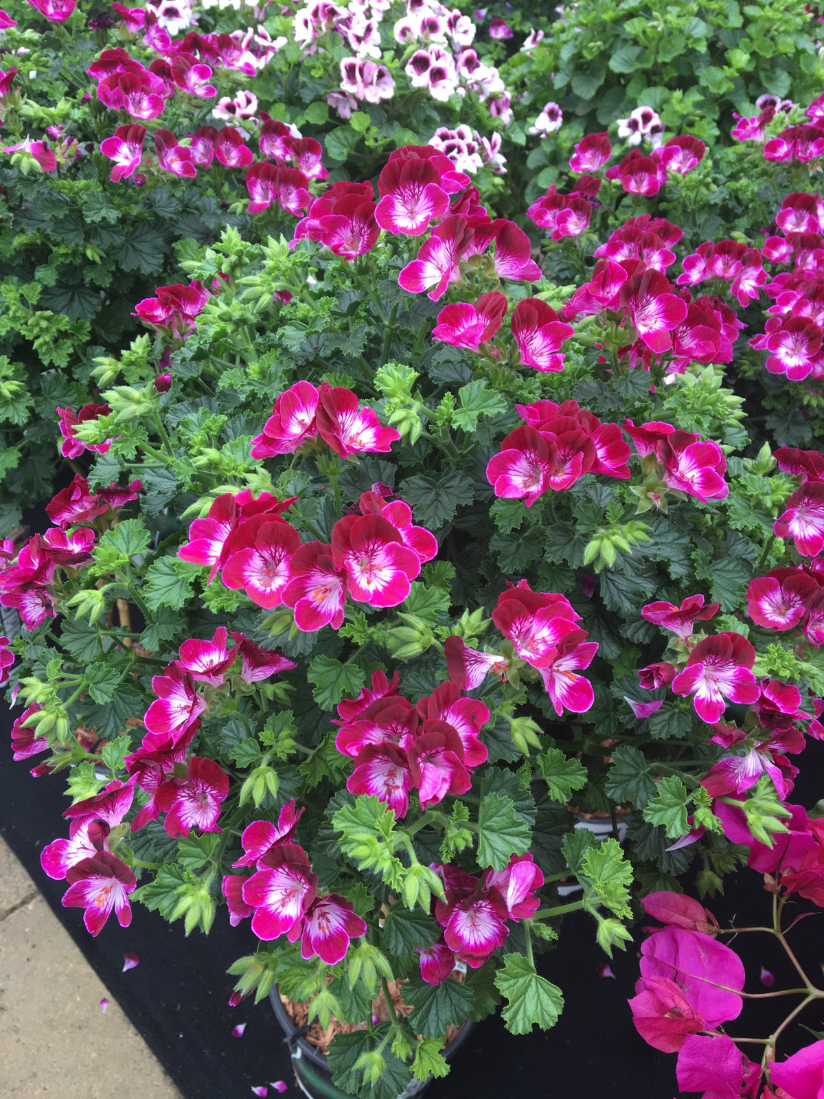 Pelargonium op stam (geranium)