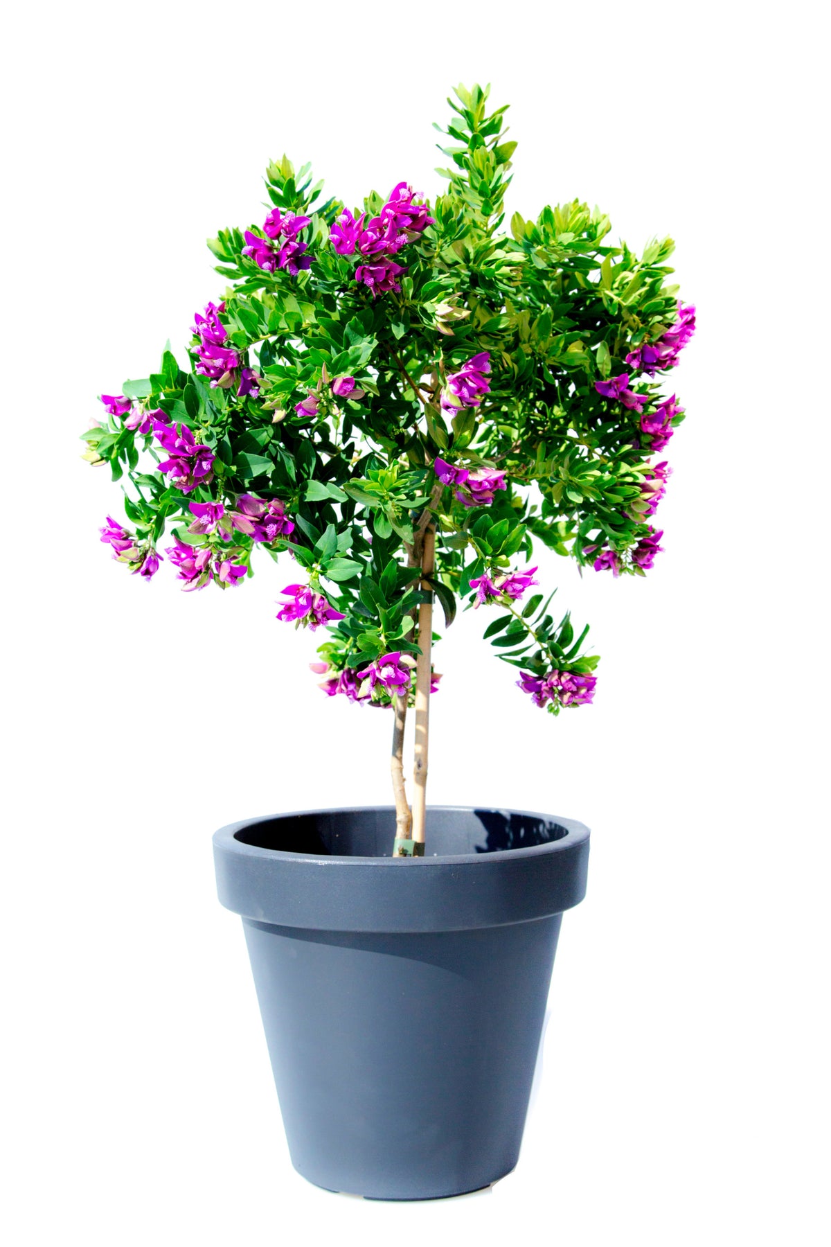 Polygala auf Stam