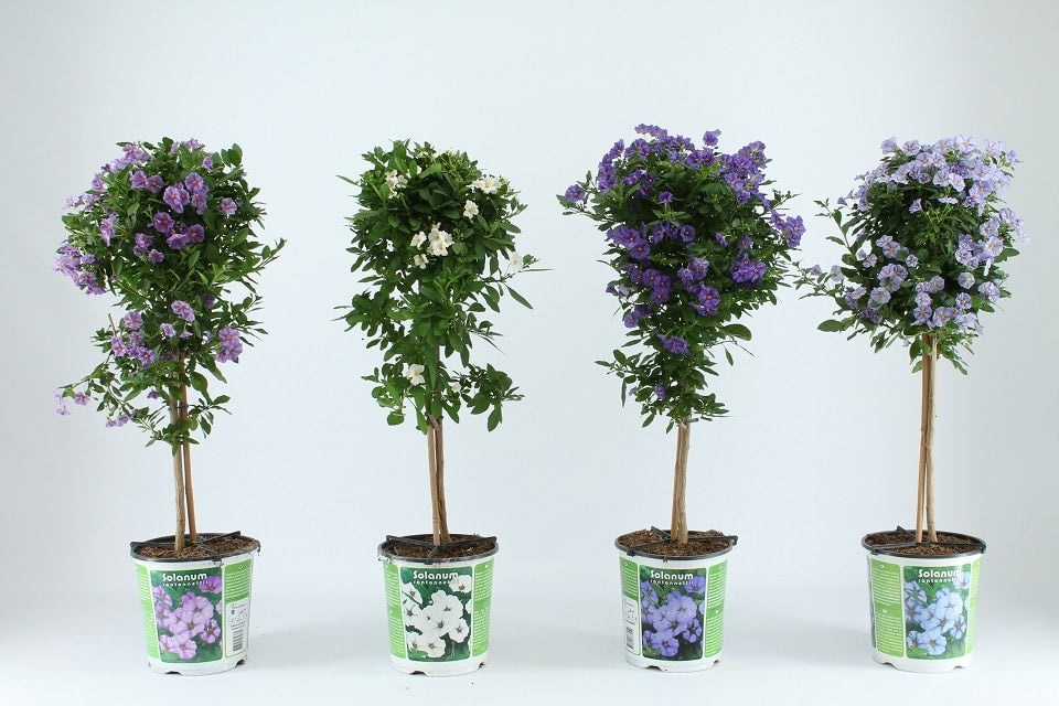 Solanum am Stamm