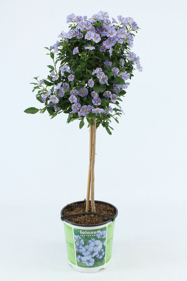 Solanum am Stamm