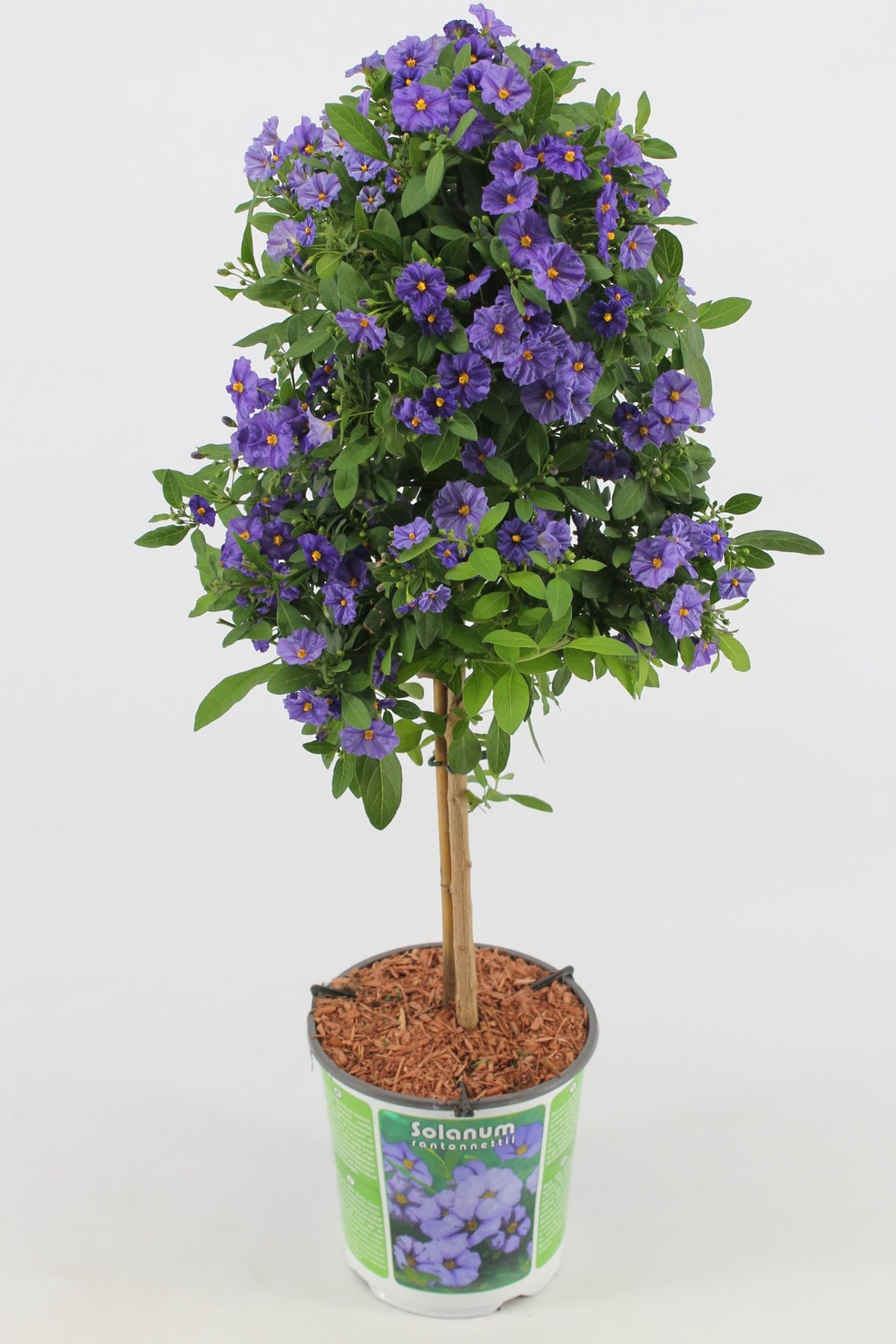 Solanum am Stamm