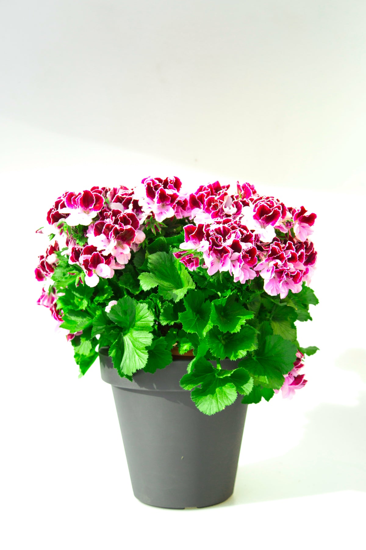 Geranium grandiflorum struik (Franse geranium)