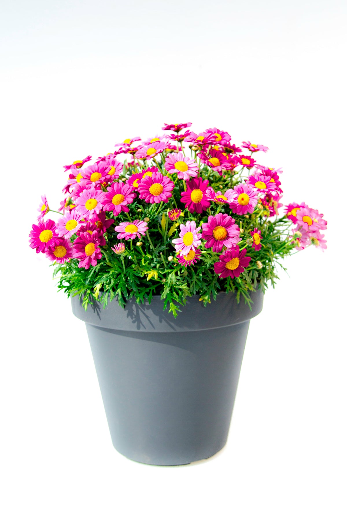 Margrietstruik – op stam