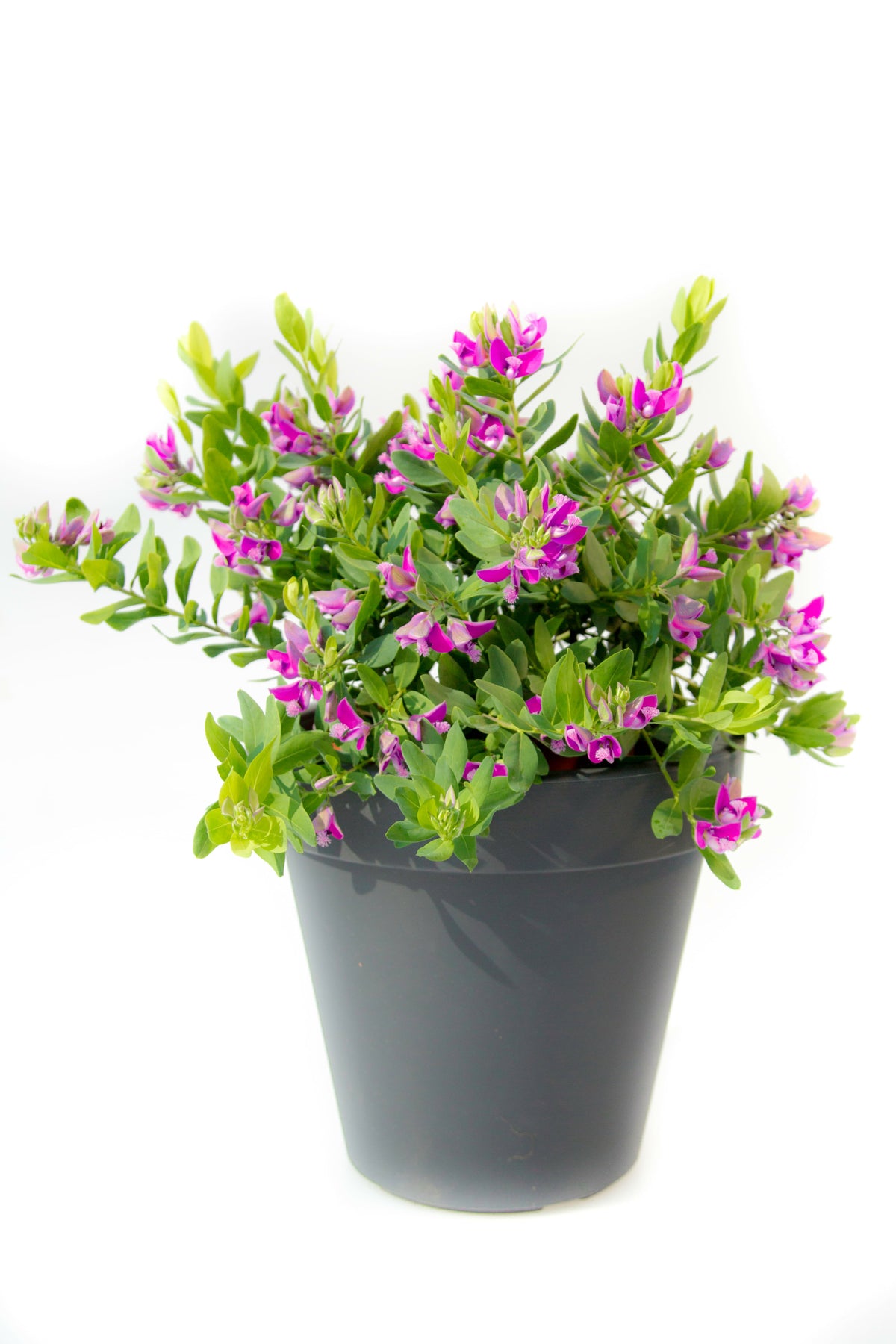 Polygala-Strauch