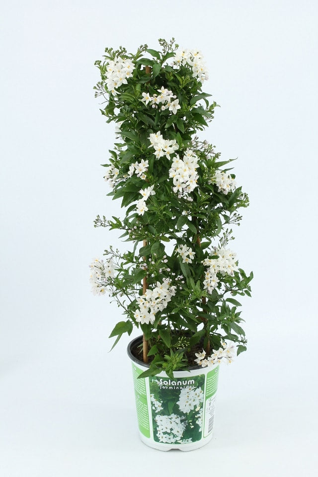 Solanum jasminoides (jasmijnnachtschade)