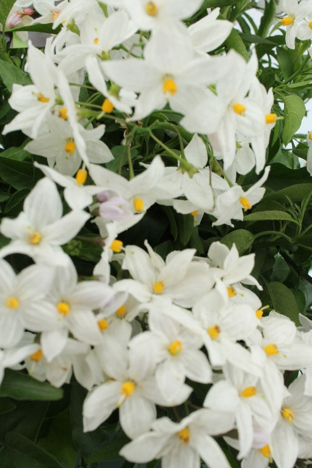 Solanum jasminoides (jasmijnnachtschade)