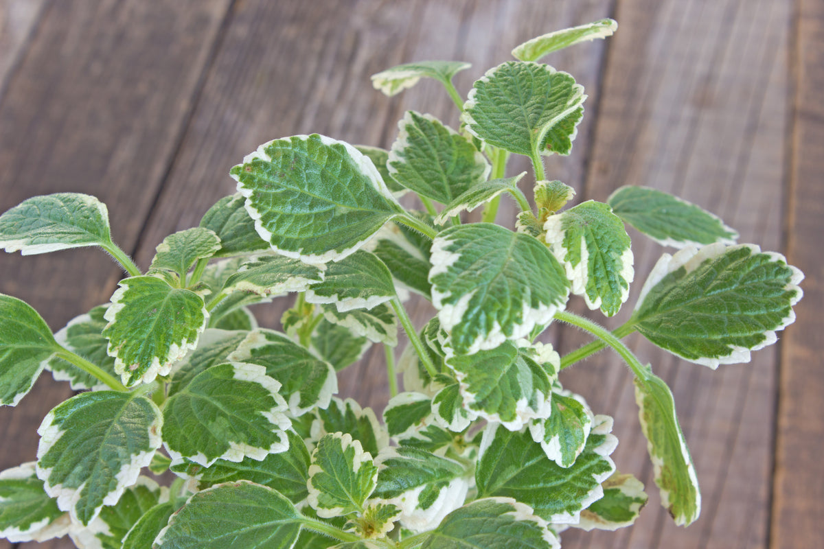 Glechoma – hangend sierblad