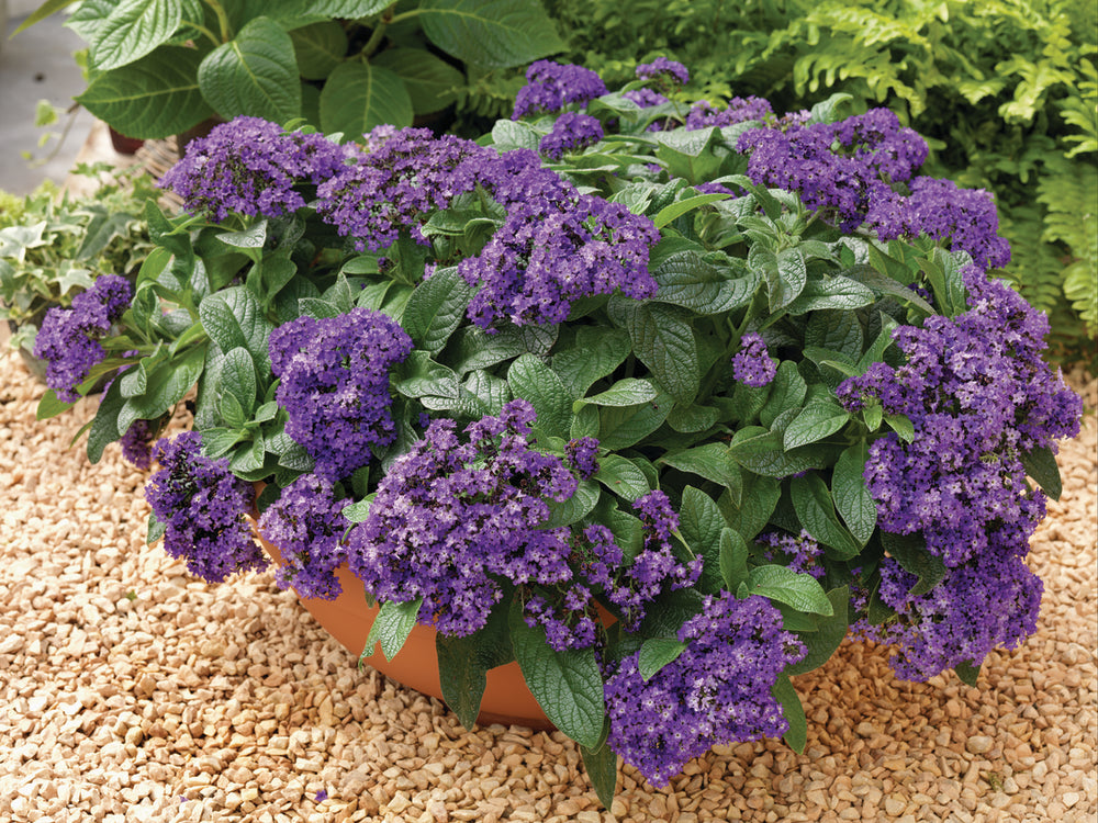 Heliotropium (vanilleplant)
