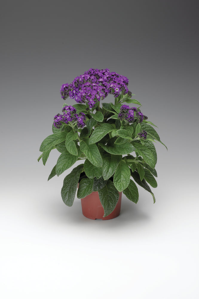 Heliotropium (vanilleplant)