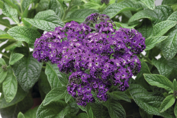 Heliotropium (vanilleplant)
