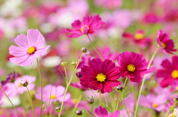 Cosmos