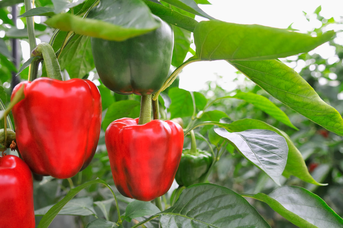 Paprika plant