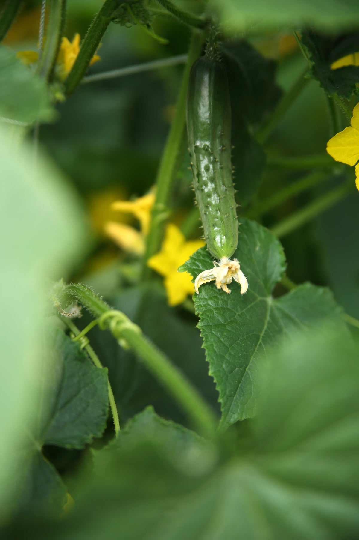 Augurken plant