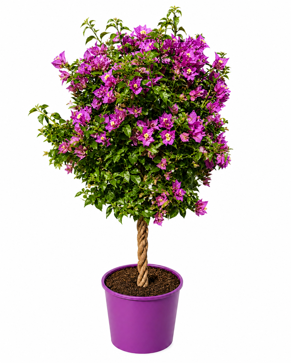 Bougainvillea